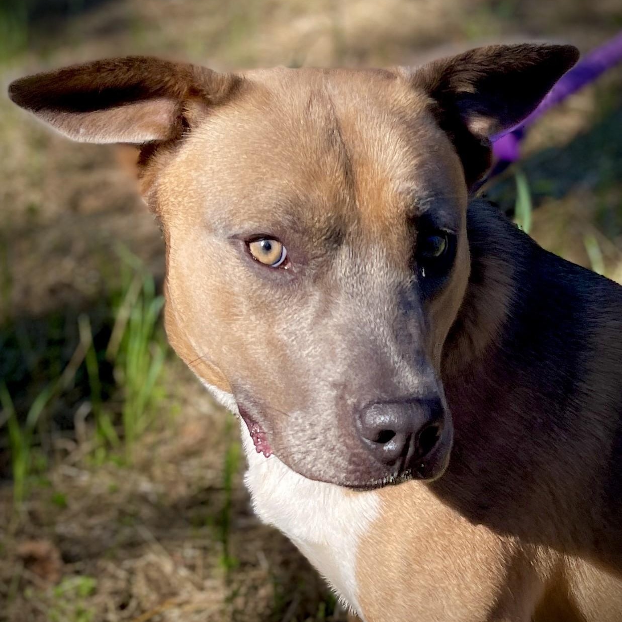 Mary Ann, ADOPTABLE, Adult Female Akita.
