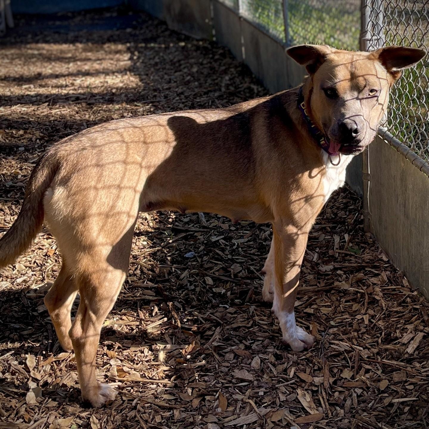 Enlarge Mary Ann, a ADOPTABLE mixed breed in San Andreas, CA image 3/4