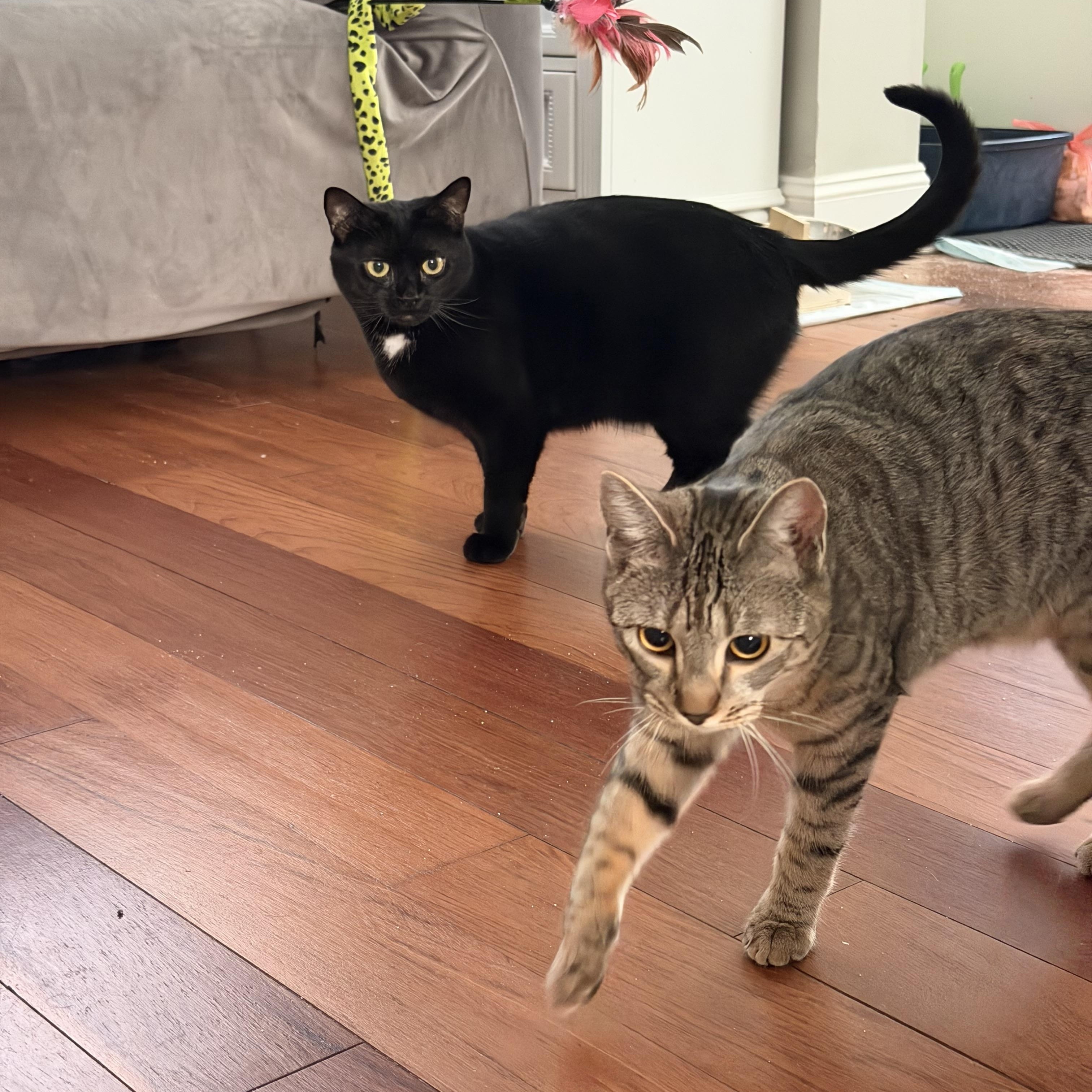 Cleo and her mom Laya, ADOPTABLE, Young Female Domestic Short Hair.