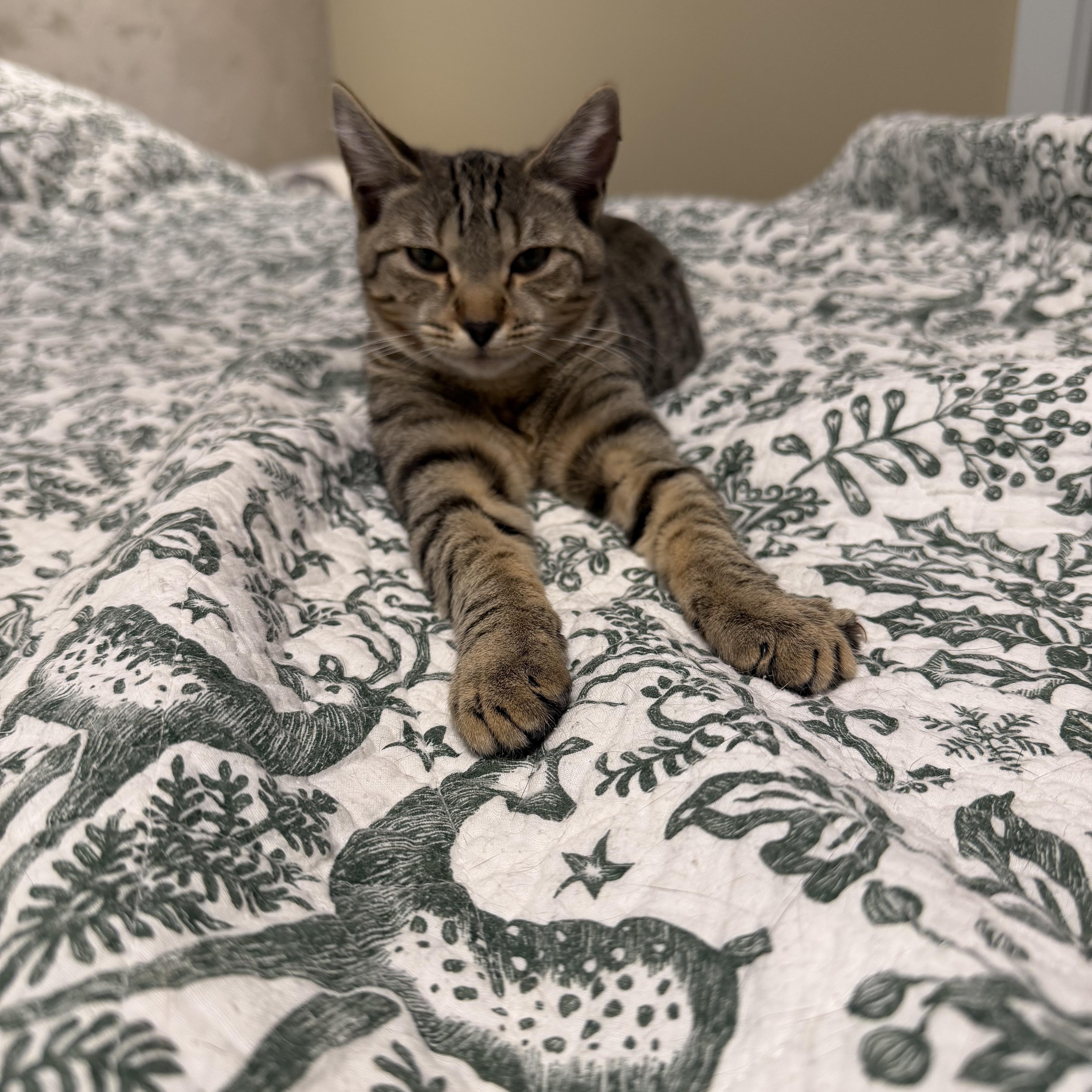 Cleo, ADOPTABLE, Kitten Female Domestic Short Hair.