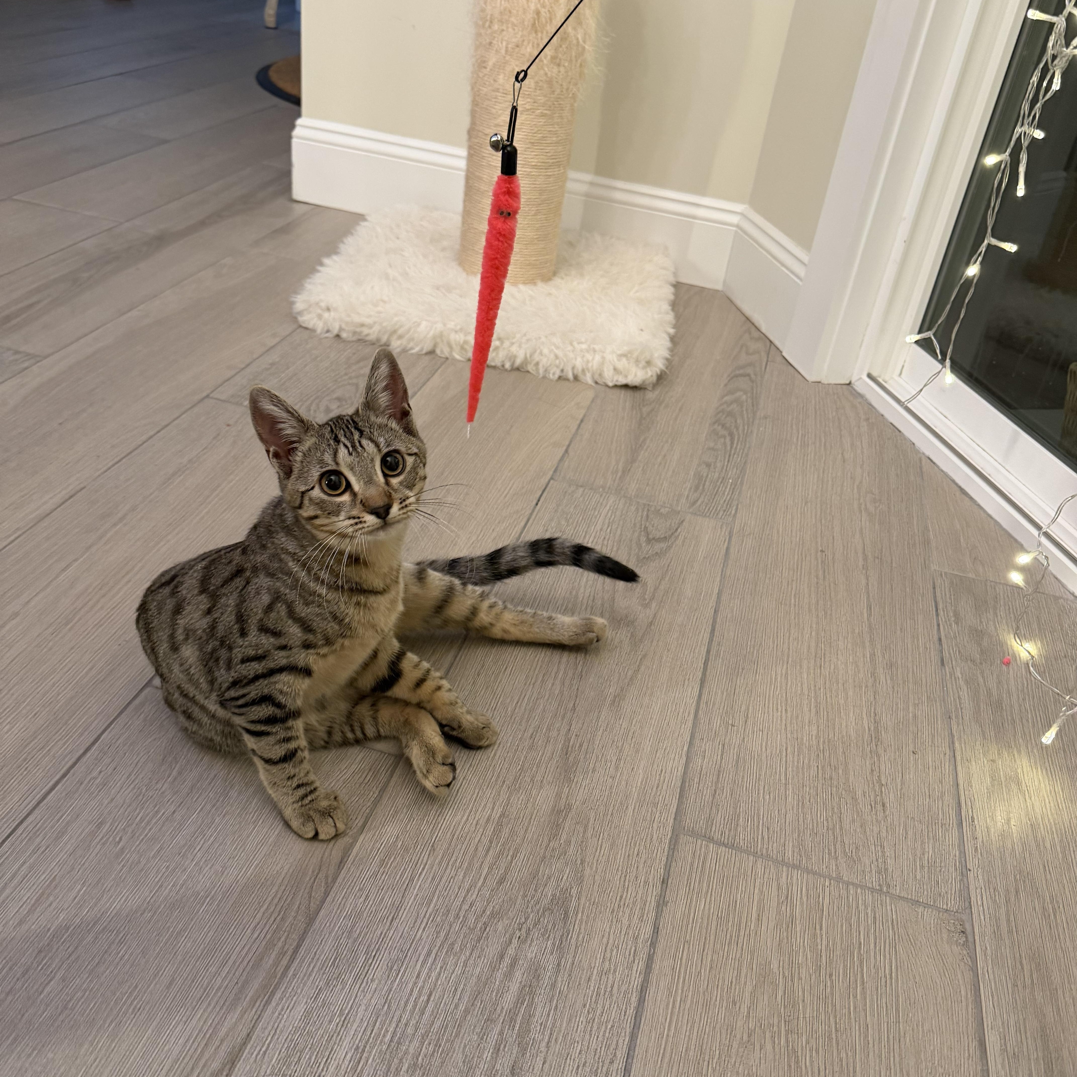 Cleo, a ADOPTABLE Domestic Short Hair in Brooklyn, NY image 2/4