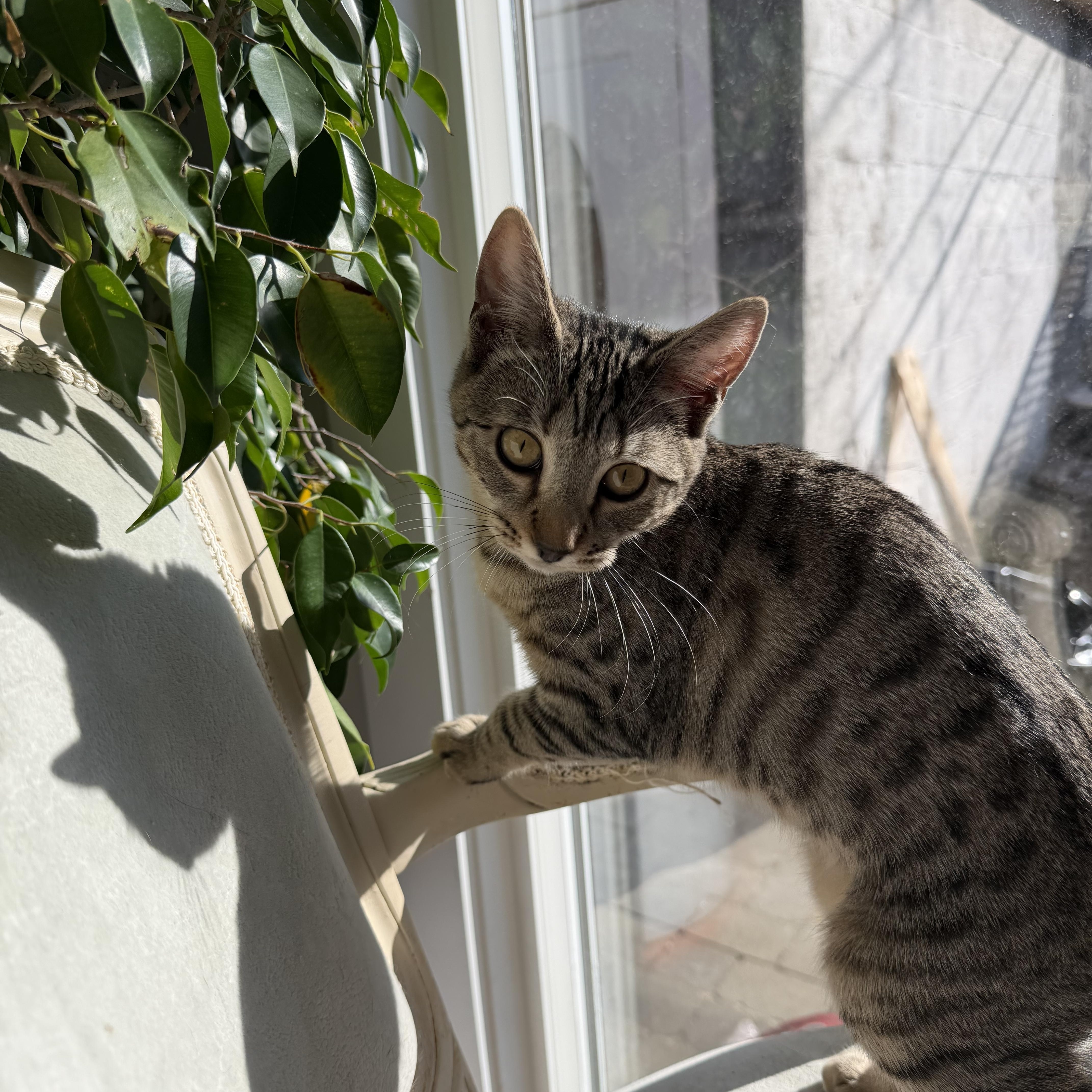 Cleo, a ADOPTABLE Domestic Short Hair in Brooklyn, NY image 3/4