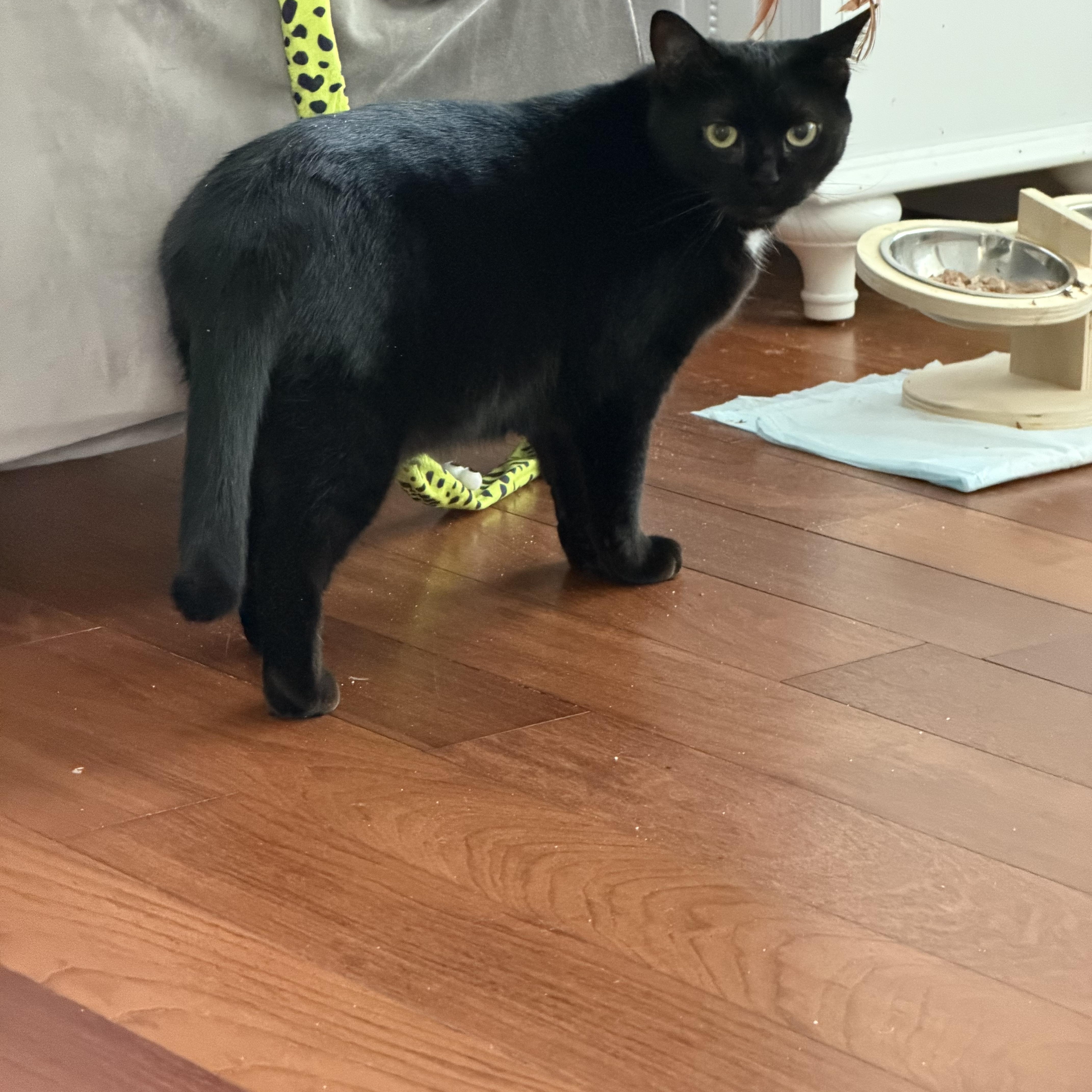 Enlarge Cleo and her mom Laya, a ADOPTABLE Domestic Short Hair in Brooklyn, NY image 4/4