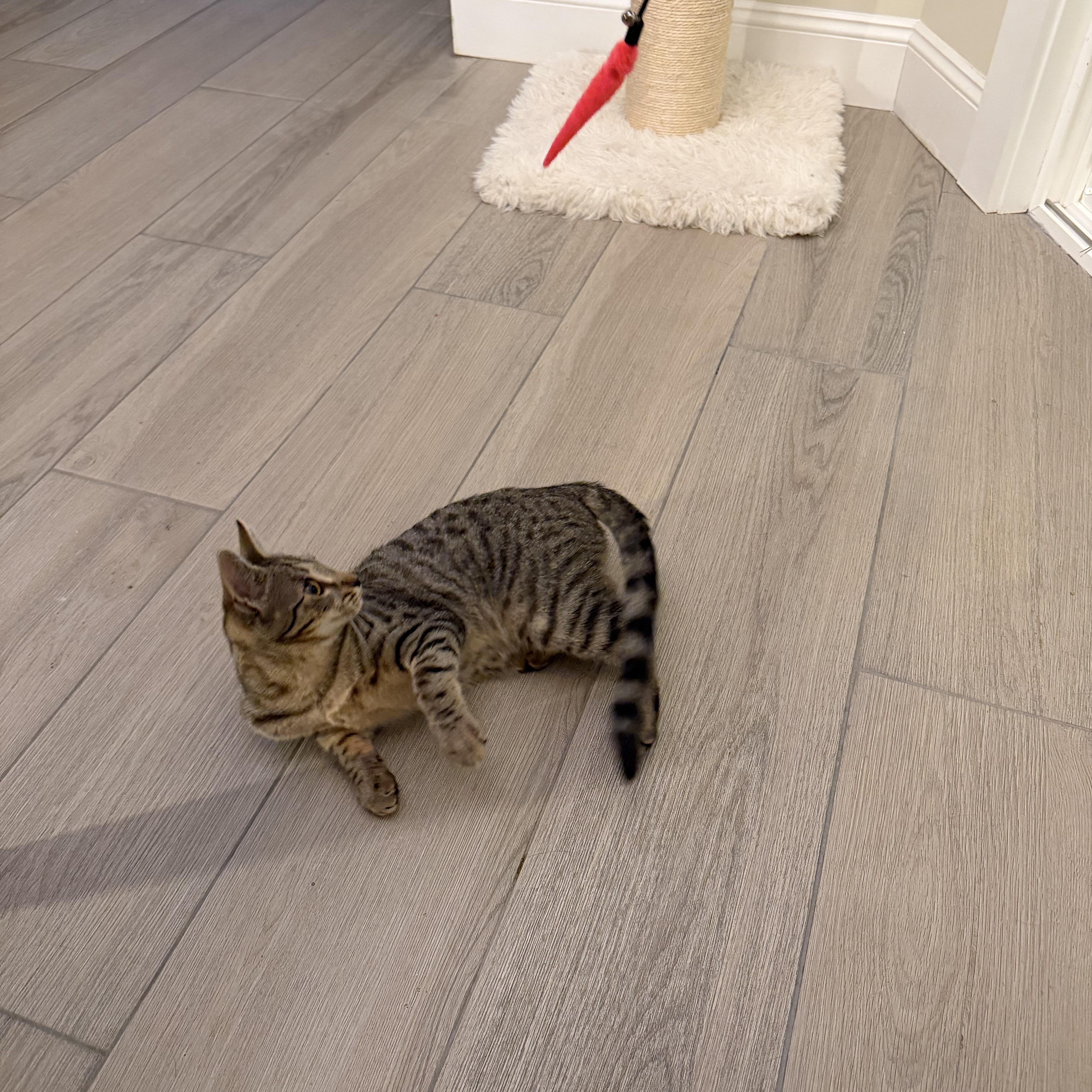 Cleo, a ADOPTABLE Domestic Short Hair in Brooklyn, NY image 4/4