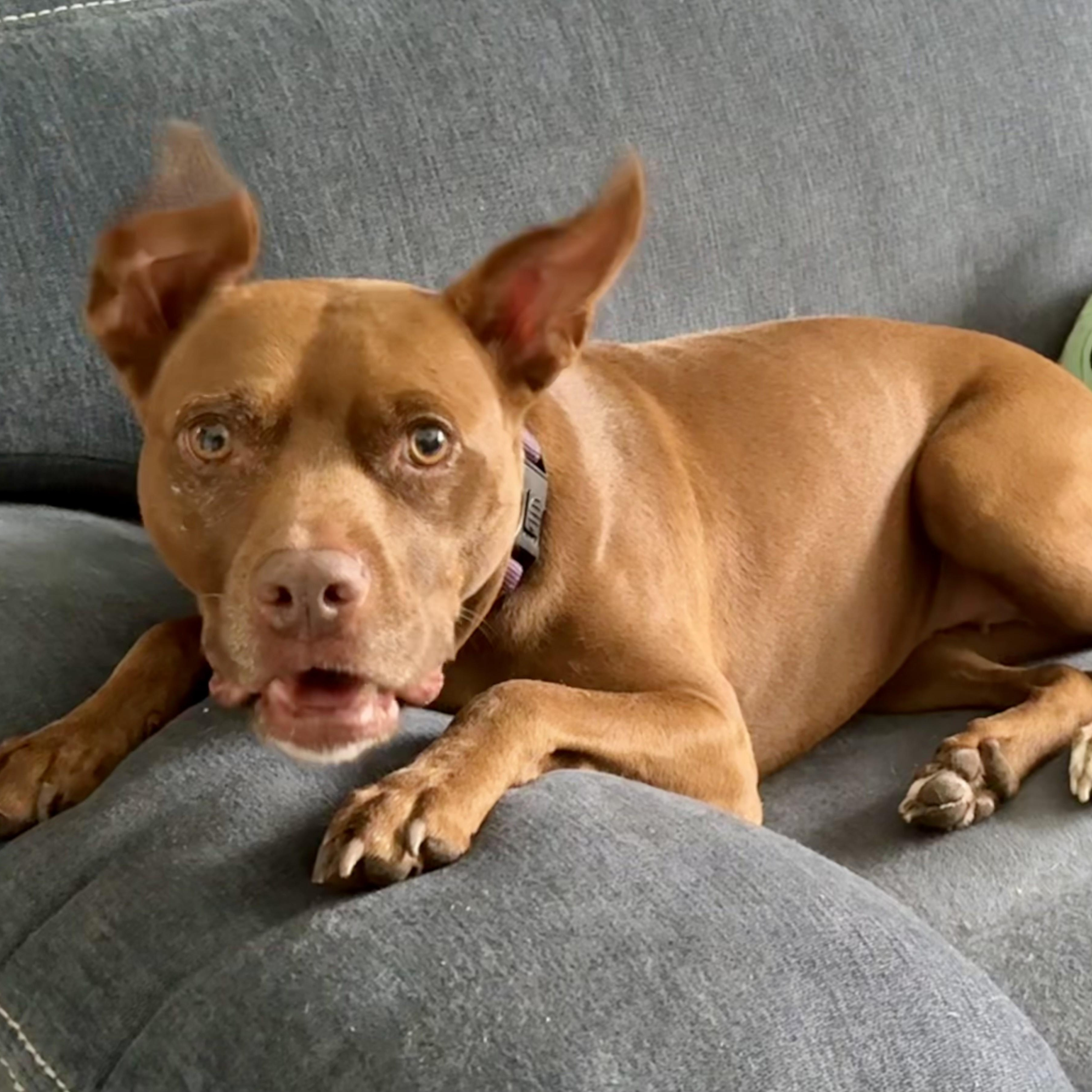 Enlarge PENNY, a Adoptable mixed breed in Largo, FL image 3/6