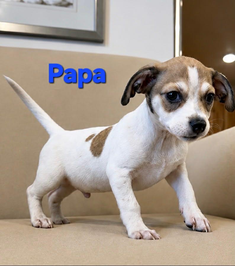 Enlarge Tiffany Pup -Papa, a Adopted mixed breed in Pompano Beach, FL image 1/1
