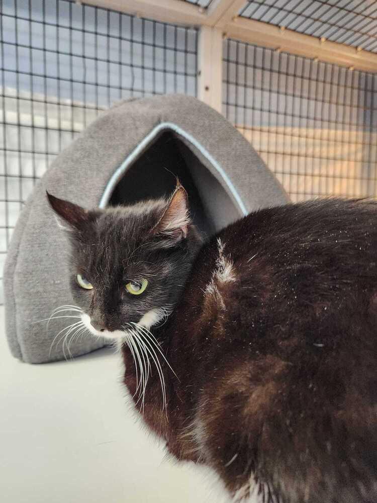 Trixie, Adoptable, Adult Female Domestic Medium Hair.