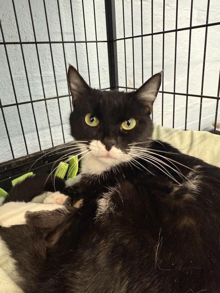 Enlarge Trixie, a Adoptable mixed breed in West Mifflin, PA image 2/3