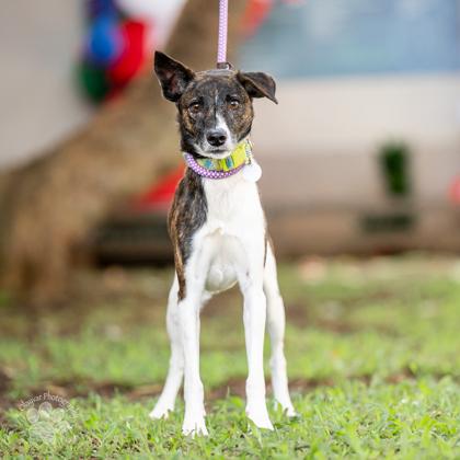 Ricardo, Adoptable, Adult Male Terrier & Mixed Breed.