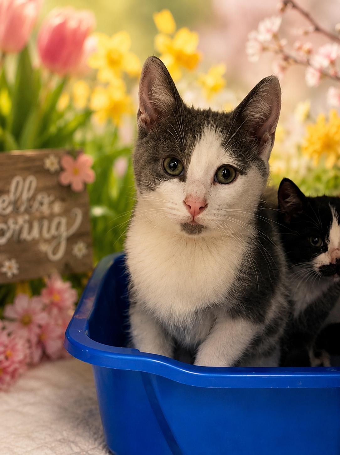 Bumble Bee, ADOPTABLE, Young Female Domestic Short Hair.