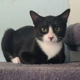 Carson, Adoptable, Young Male Domestic Short Hair.