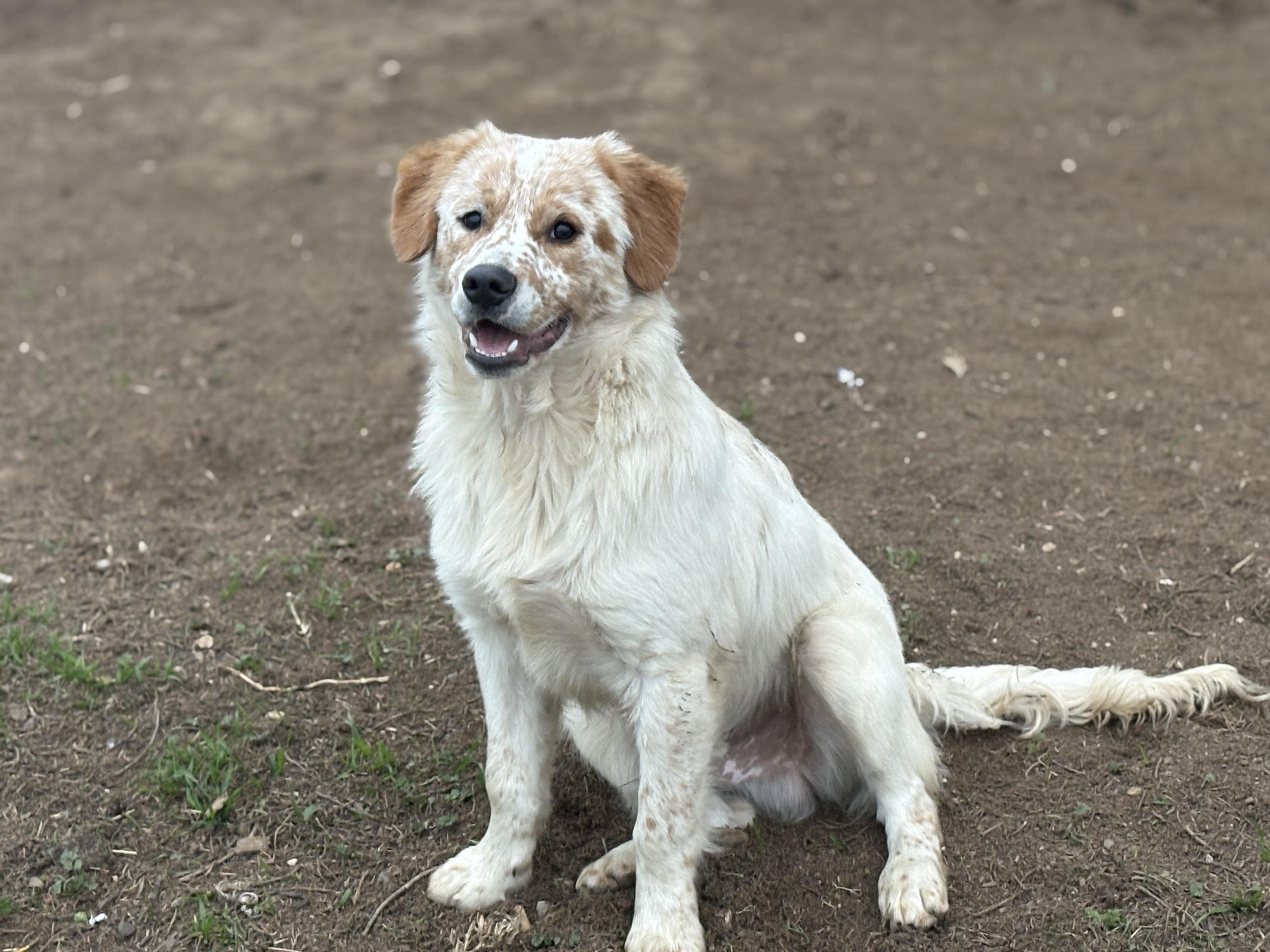 Enlarge Rusty, a Adoptable mixed breed in Yuba City, CA image 4/4