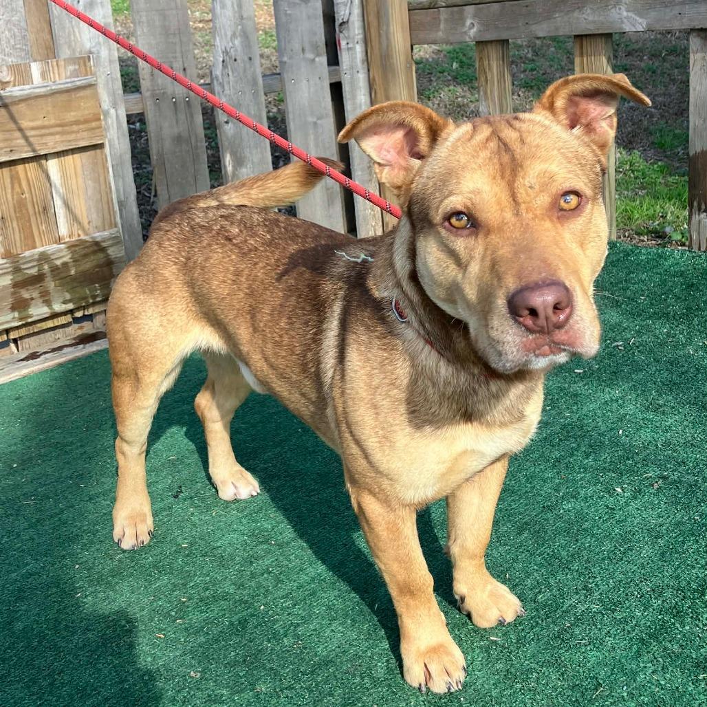 Enlarge Elf, a Adoptable mixed breed in Pulaski, TN image 1/3