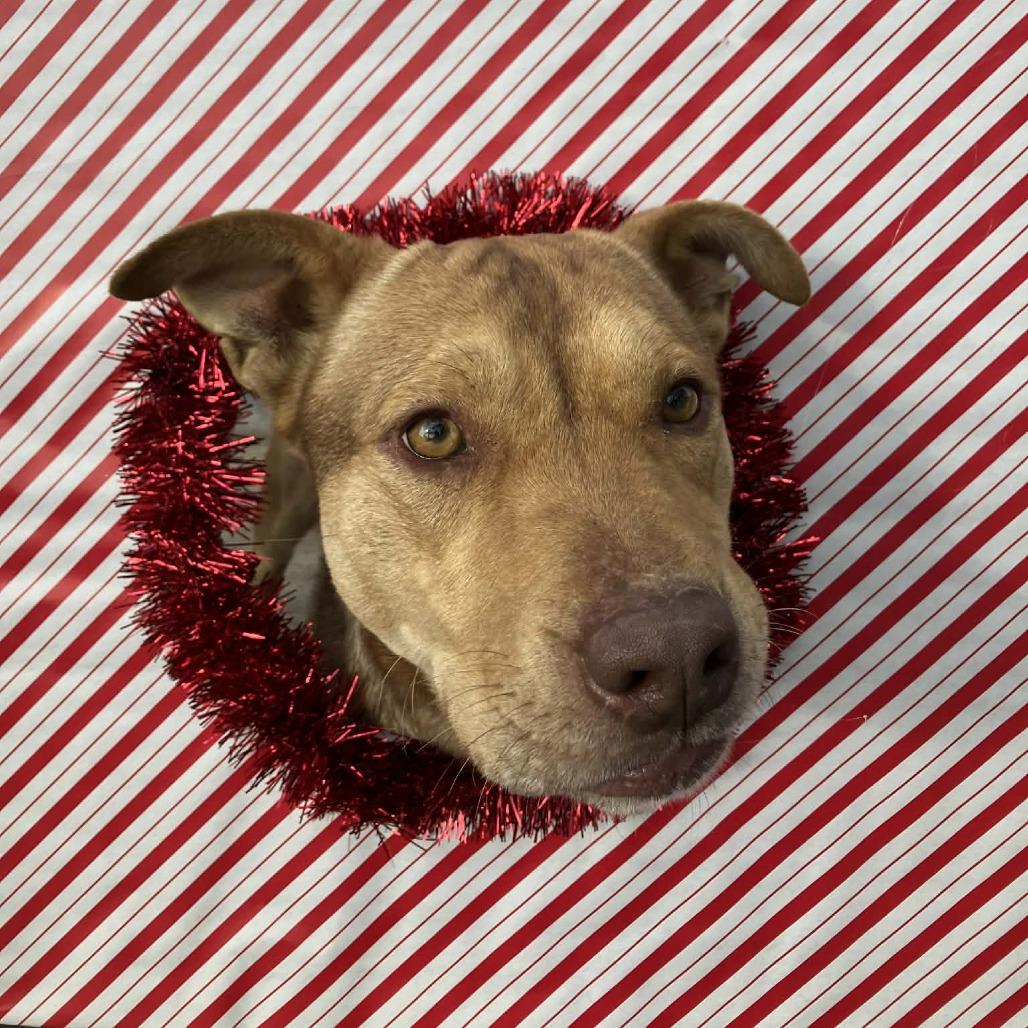 Enlarge Elf, a Adoptable mixed breed in Pulaski, TN image 1/2