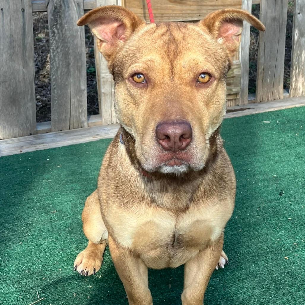 Enlarge Elf, a Adoptable mixed breed in Pulaski, TN image 2/3