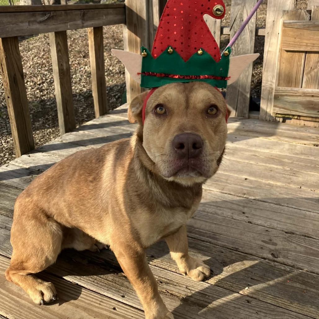 Enlarge Elf, a Adoptable mixed breed in Pulaski, TN image 2/2