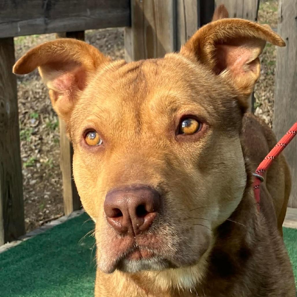 Enlarge Elf, a Adoptable mixed breed in Pulaski, TN image 3/3