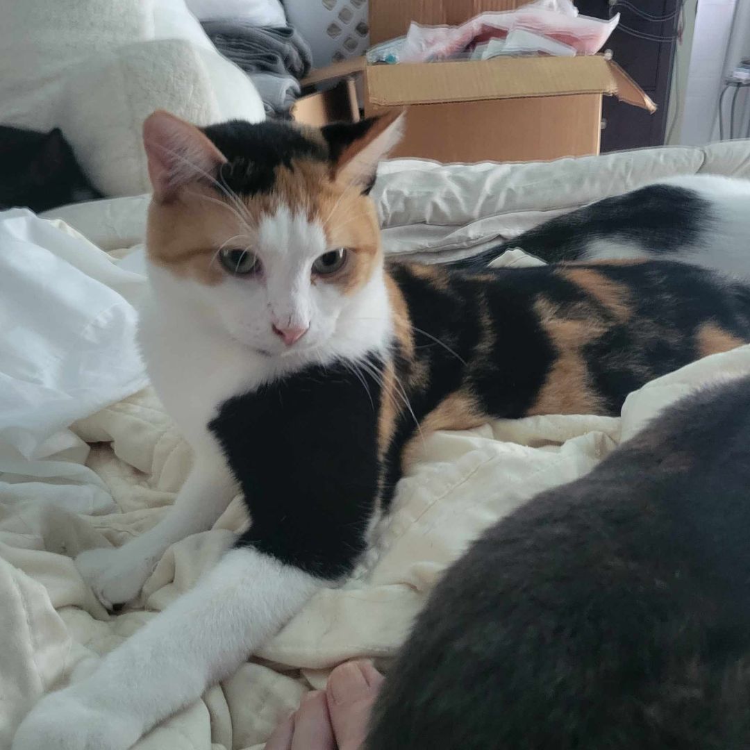 Enlarge Gianna, a Adoptable Domestic Short Hair in East Orange, NJ image 2/3