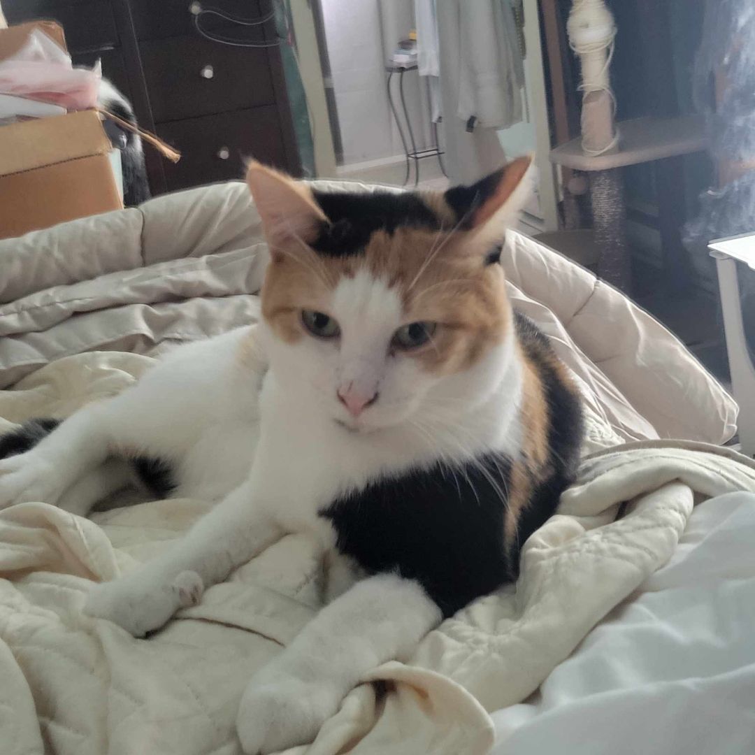 Enlarge Gianna, a Adoptable Domestic Short Hair in East Orange, NJ image 3/3