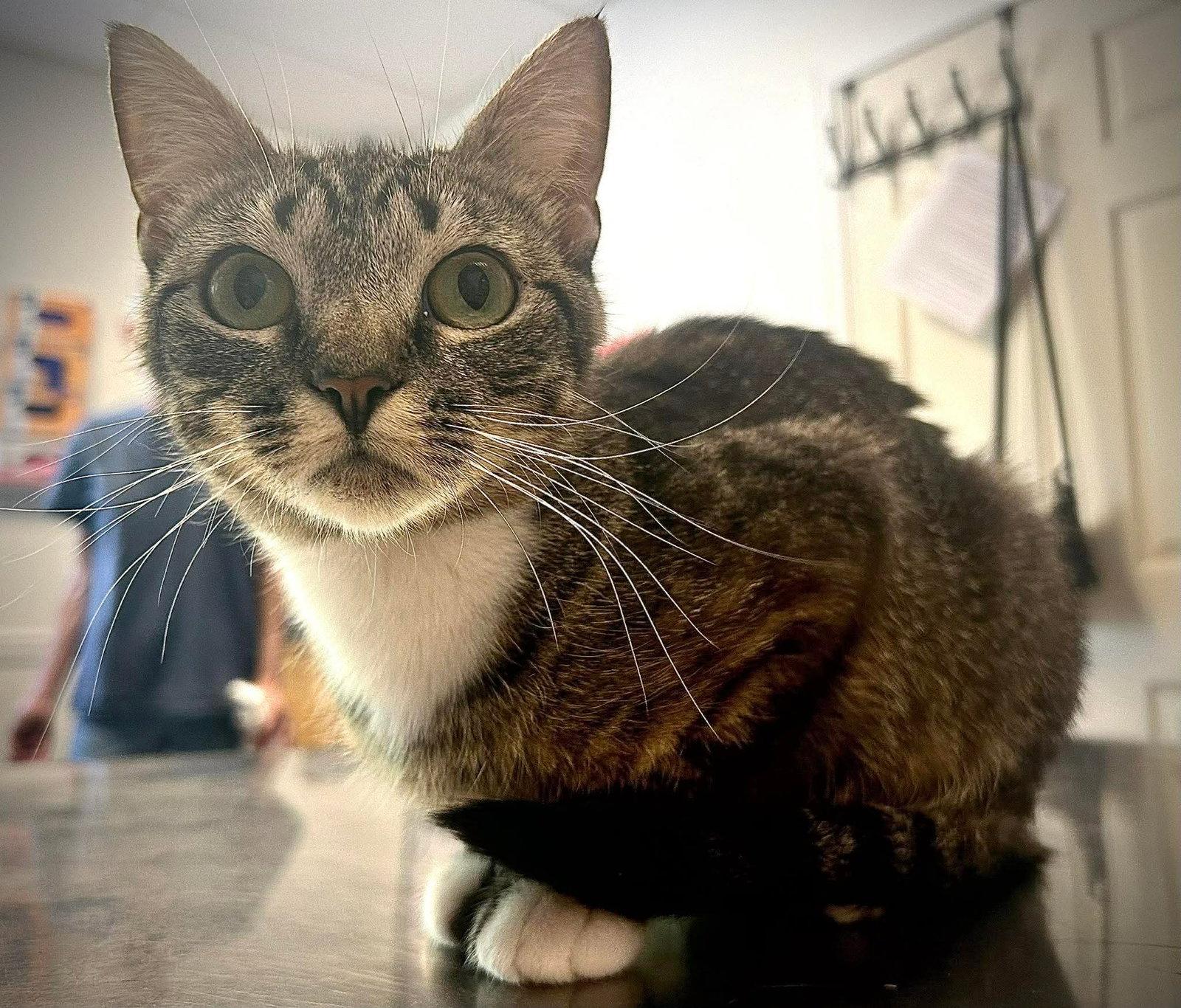 Lovetta  (Lovie) (foster cat), Adoptable, Young Female Domestic Short Hair.