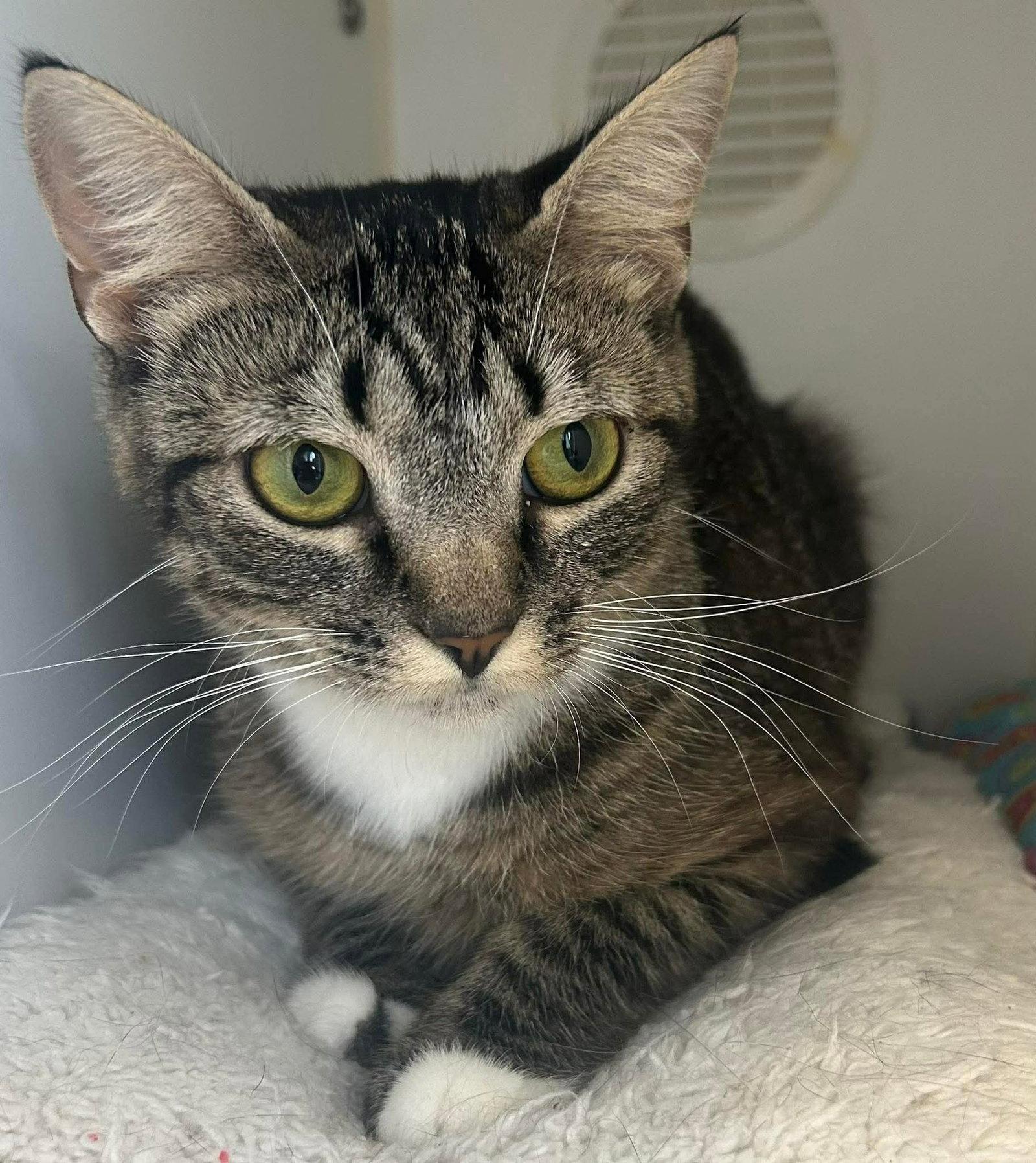 Lovetta (Lovie) (foster cat), a Adoptable Domestic Short Hair in Gettysburg, PA image 2/2