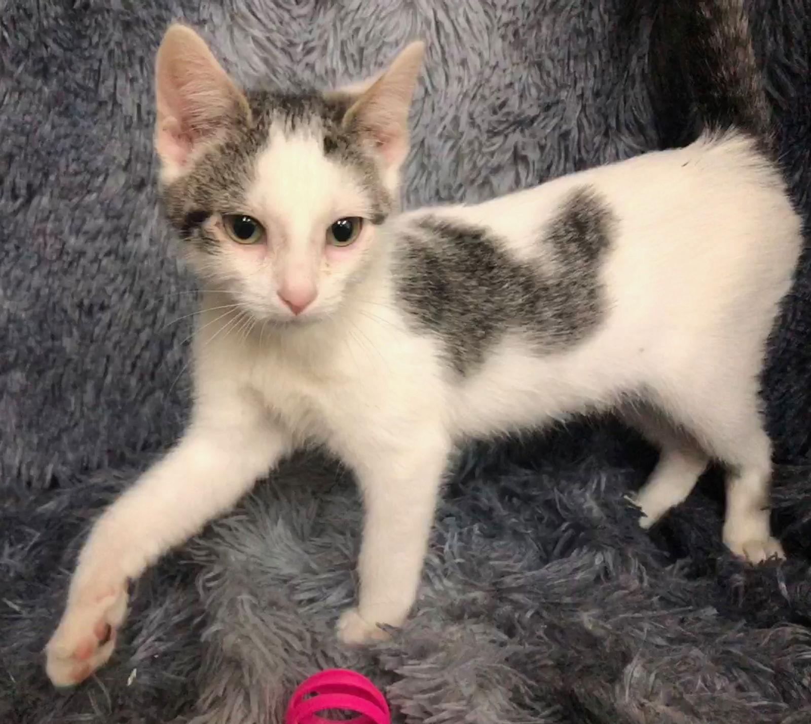 Zena, Adoptable, Kitten Female Domestic Short Hair.