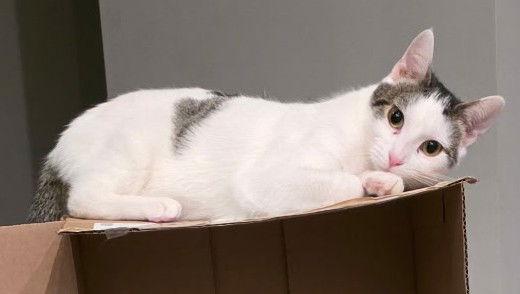 Zena, Adoptable, Kitten Female Domestic Short Hair.