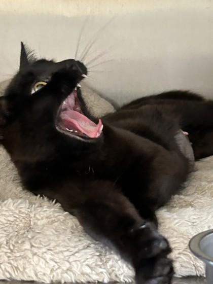 Raven, a ADOPTABLE Domestic Short Hair in Hamilton, MT image 3/6