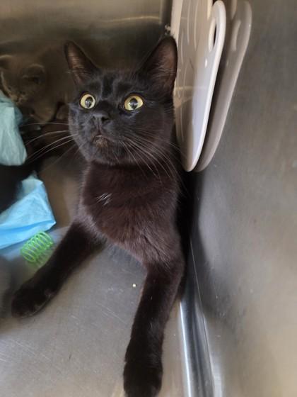 Raven, a ADOPTABLE Domestic Short Hair in Hamilton, MT image 2/6