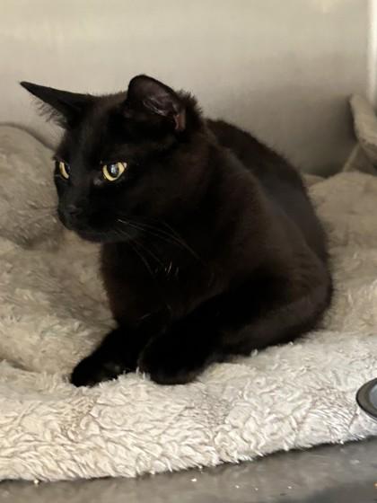 Raven, a ADOPTABLE Domestic Short Hair in Hamilton, MT image 5/6