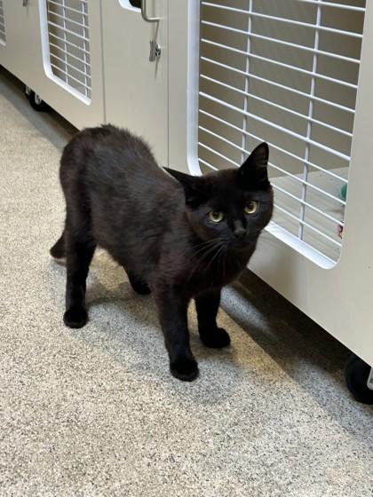 Raven, a ADOPTABLE Domestic Short Hair in Hamilton, MT image 4/6