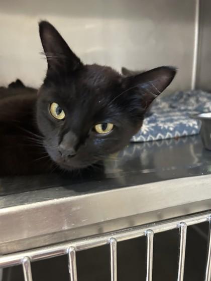 Raven, a ADOPTABLE Domestic Short Hair in Hamilton, MT image 6/6