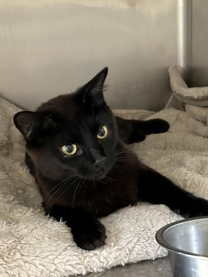 Raven, ADOPTABLE, Adult Female Domestic Short Hair.