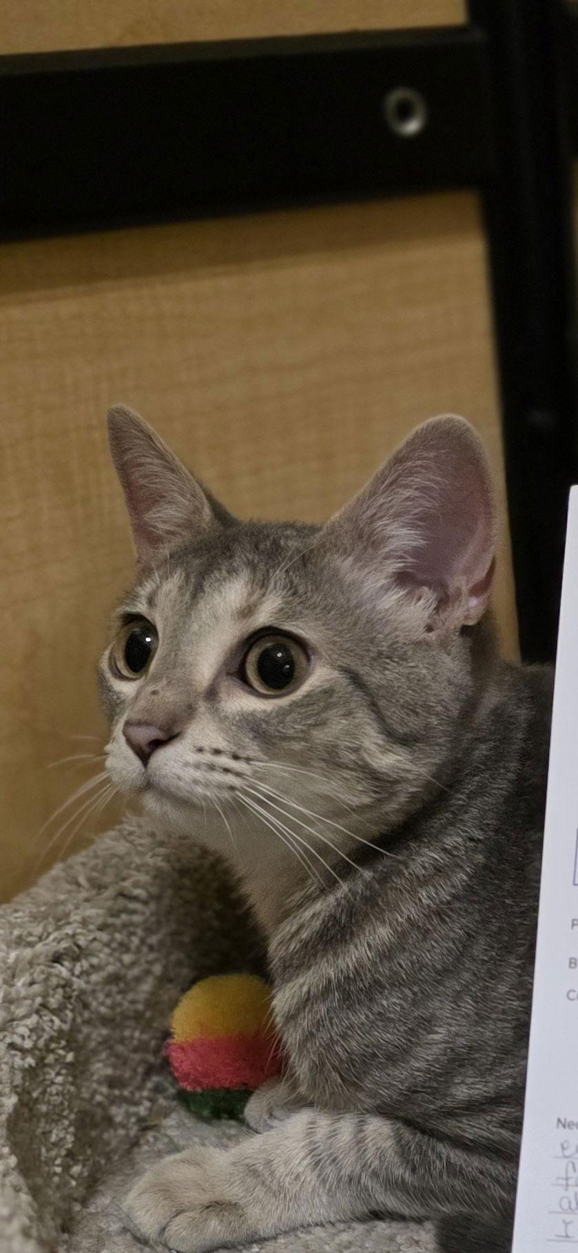 Jill, Adoptable, Young Female Domestic Short Hair.