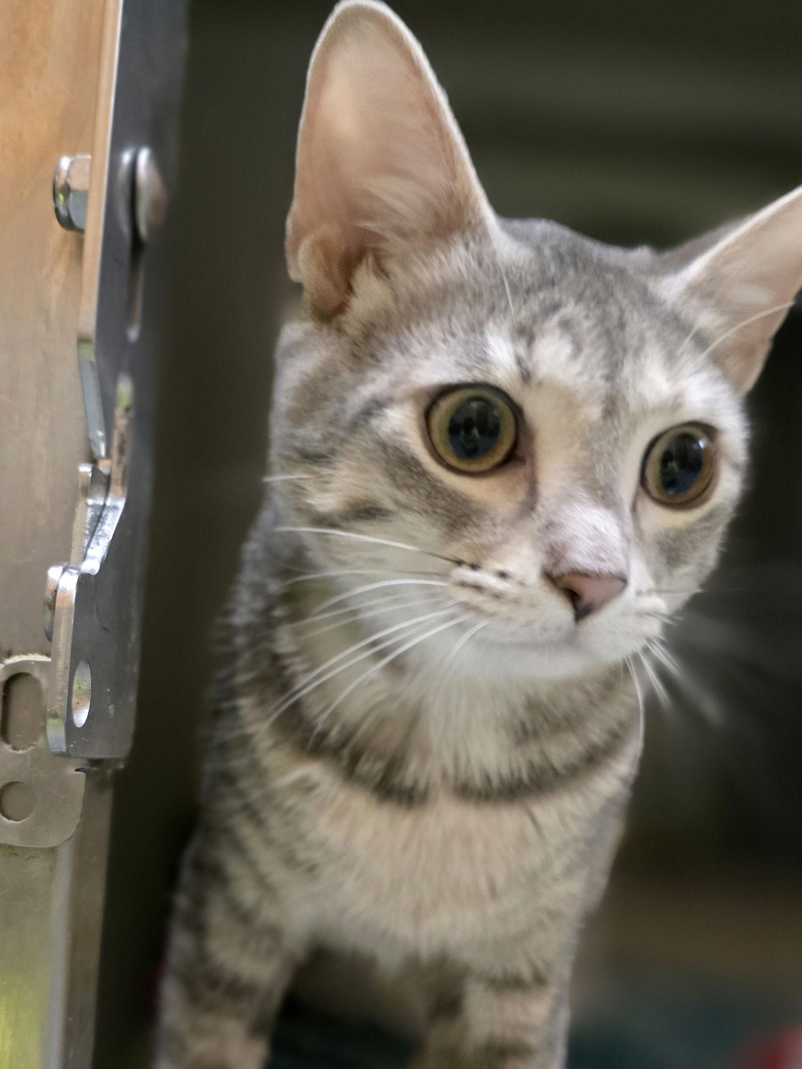 Enlarge Jill, a Adoptable Domestic Short Hair in Rowlett, TX image 2/3