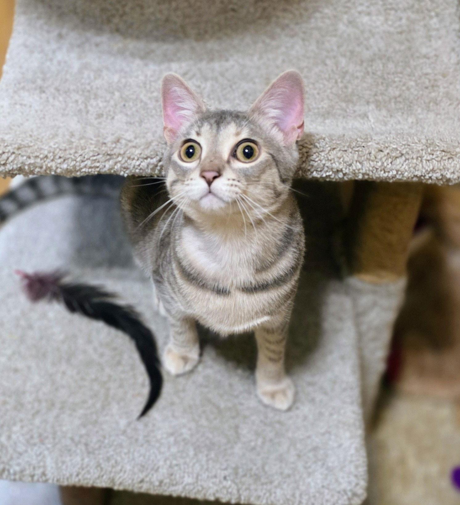 Enlarge Jill, a Adoptable Domestic Short Hair in Rowlett, TX image 3/3