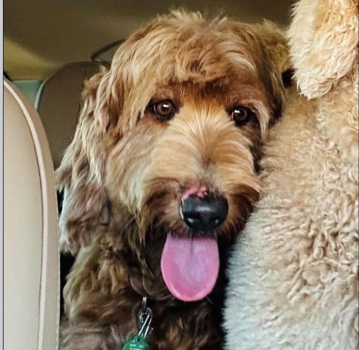 Nala, Adoptable, Young Female Labrador Retriever & Standard Poodle.