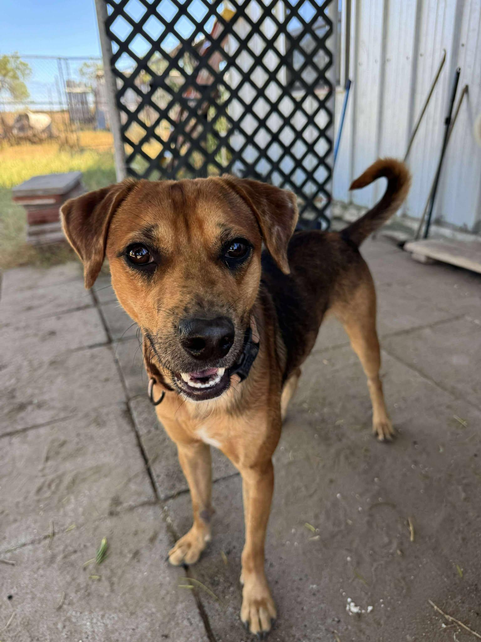 Kyle, Adoptable, Young Male Shepherd.