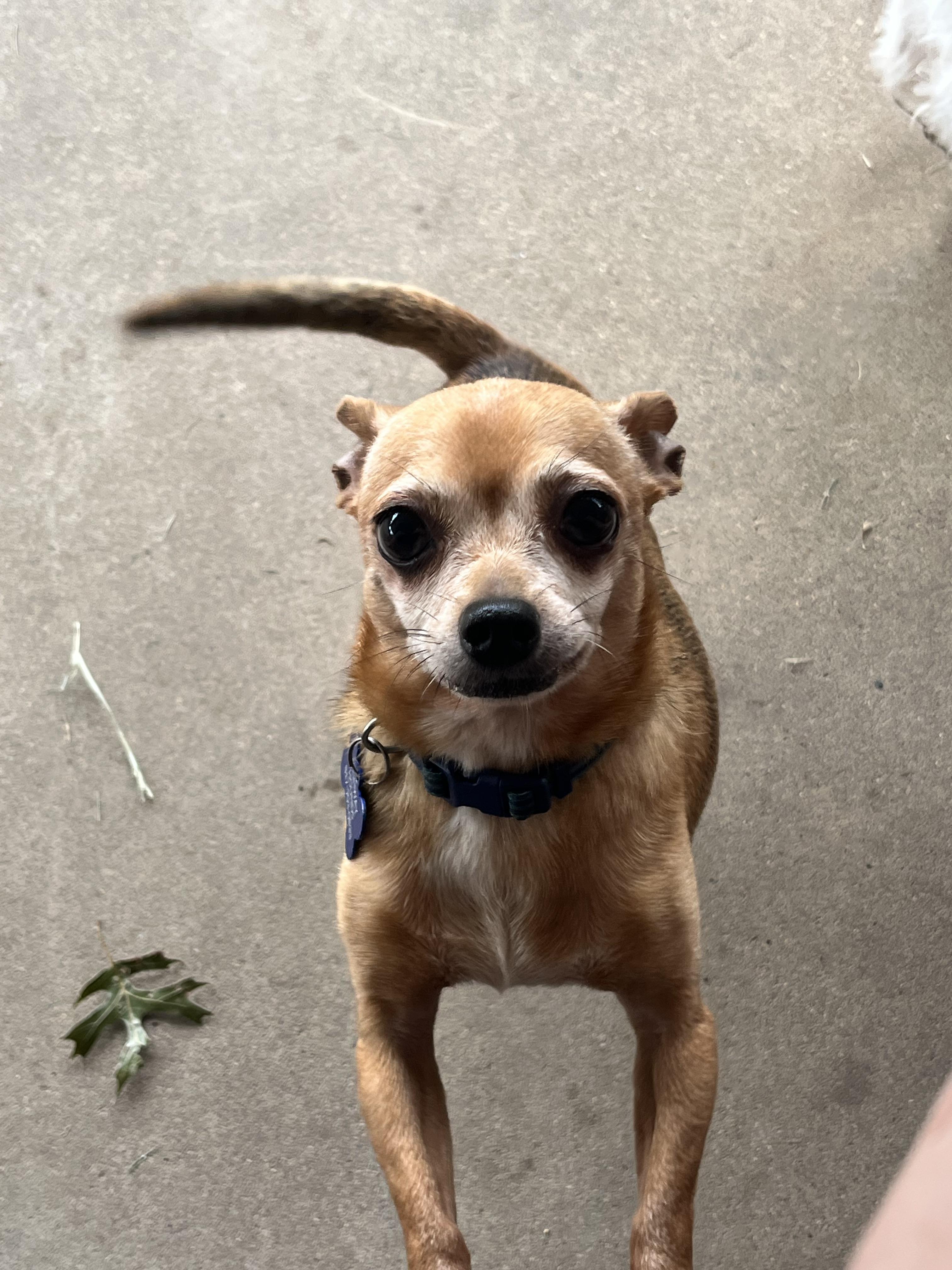 SHORTY, Adult Male Chihuahua