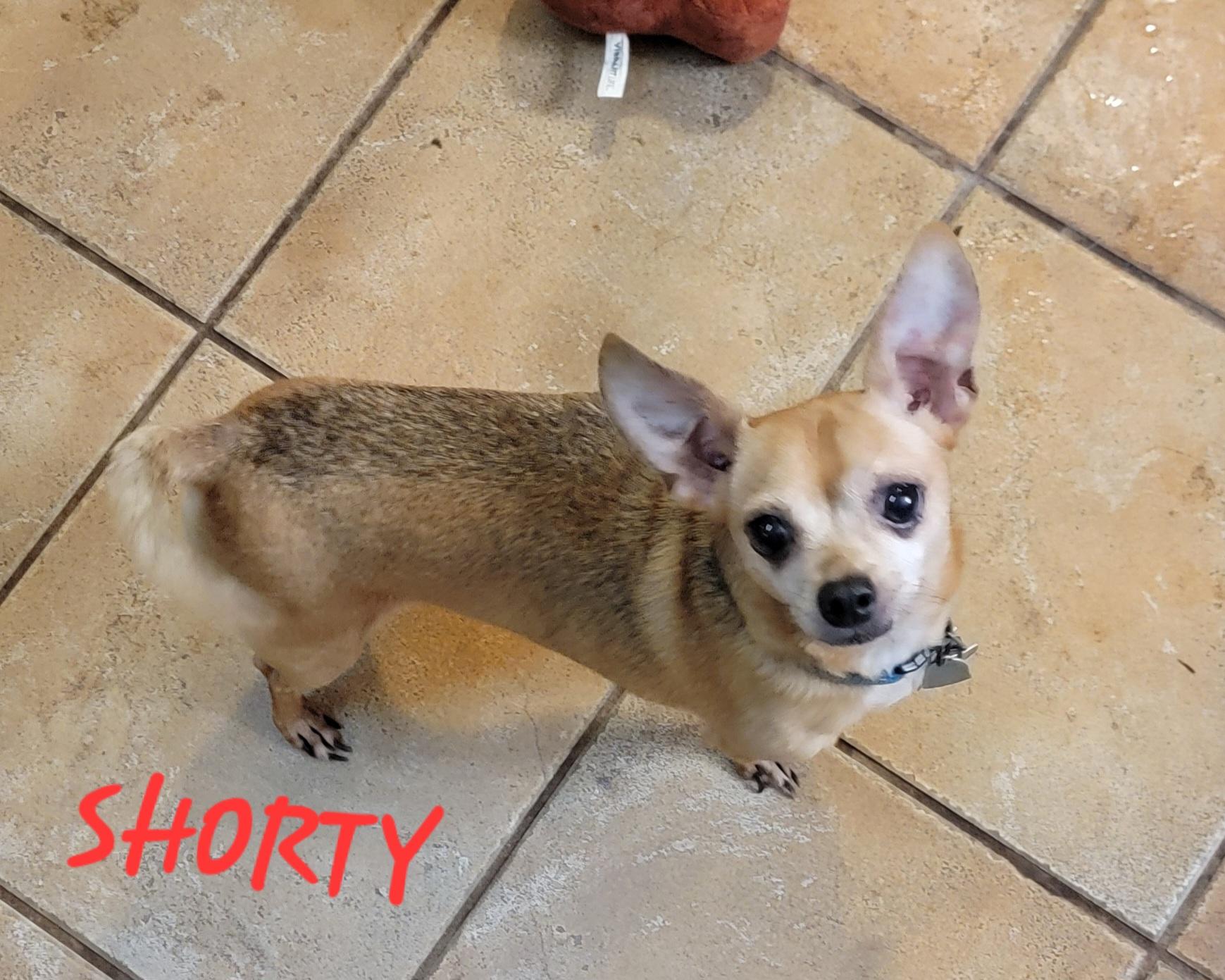 SHORTY photo 2