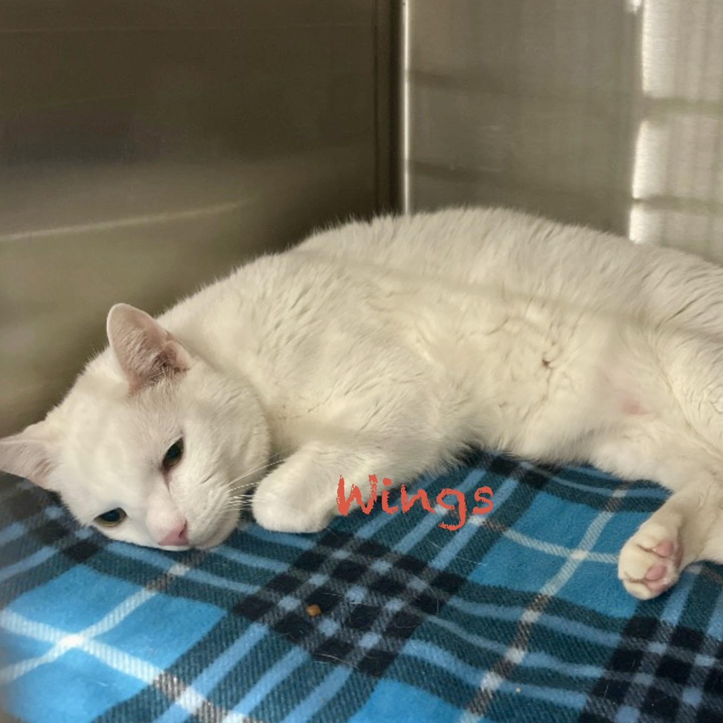 Enlarge Wings, an adopted Domestic Short Hair in Palatine, IL image 1/1