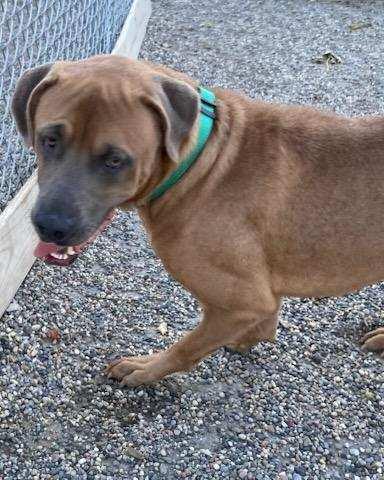 Manor, Adoptable, Adult Male Mixed Breed.