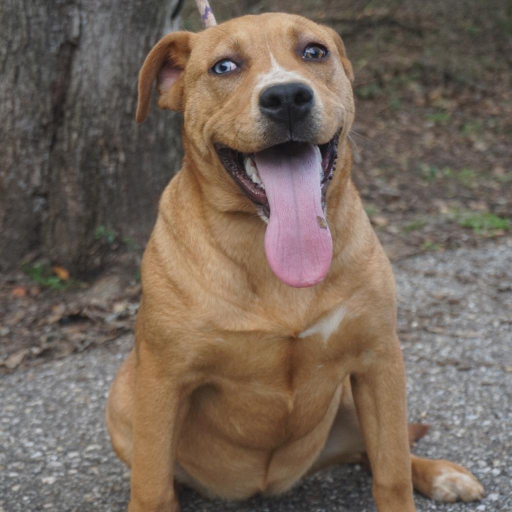 Enlarge Letti, a Adoptable Mixed Breed in Monroeville, AL image 2/4