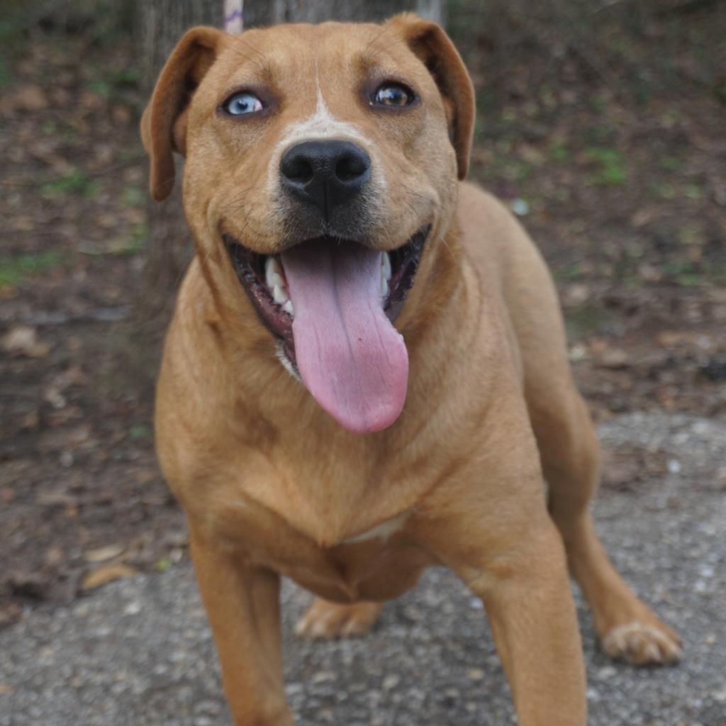 Enlarge Letti, a Adoptable Mixed Breed in Monroeville, AL image 3/4