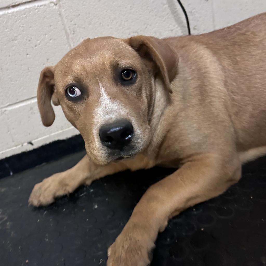 Enlarge Letti, a Adoptable Mixed Breed in Monroeville, AL image 4/4