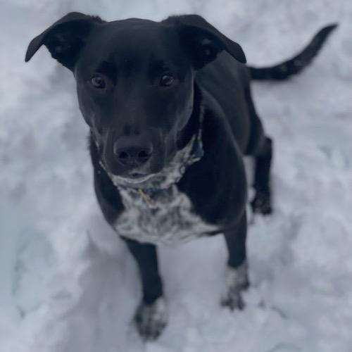 Dewey 22387, Adoptable, Adult Male Labrador Retriever & Mixed Breed.