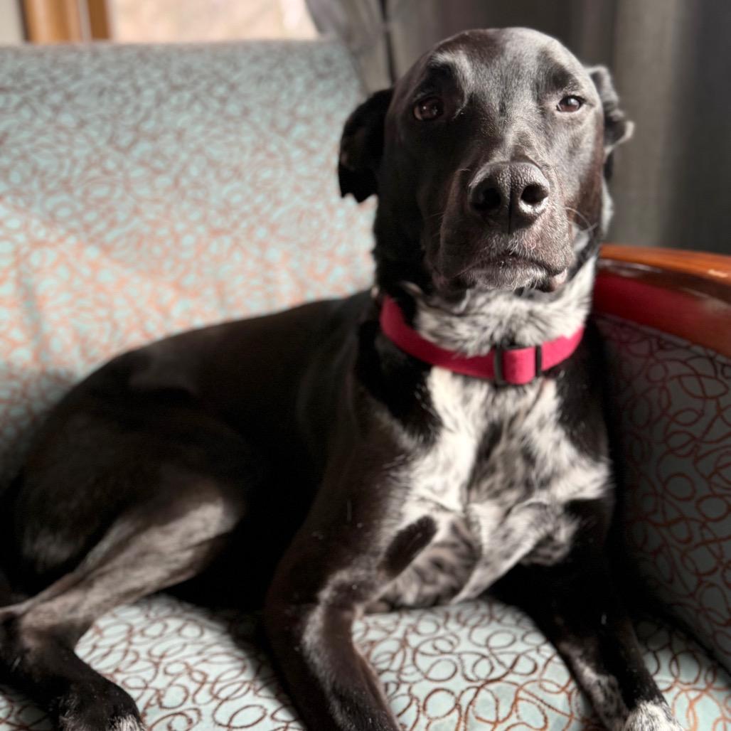 Enlarge Dewey 22387, a Adoptable mixed breed in Minneapolis, MN image 2/6