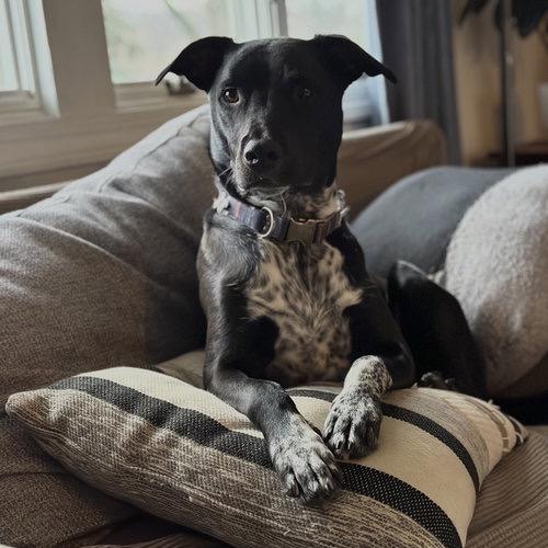 Enlarge Dewey 22387, a Adoptable mixed breed in Minneapolis, MN image 3/6