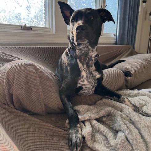 Enlarge Dewey 22387, a Adoptable mixed breed in Minneapolis, MN image 4/6