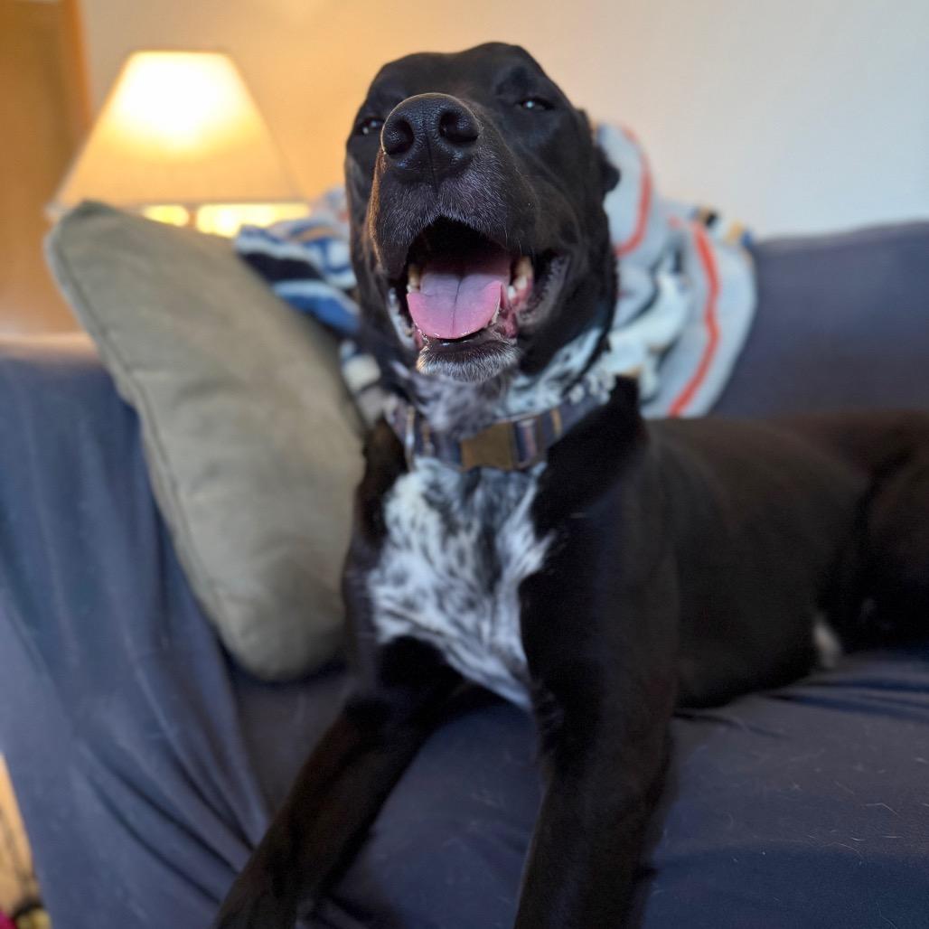 Enlarge Dewey 22387, a Adoptable mixed breed in Minneapolis, MN image 5/6